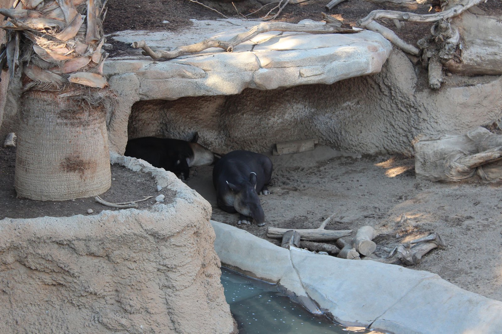 San Diego Zoo Part II 049